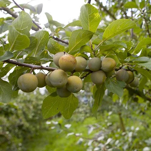 Patio Gage Reine-Claude Oullins 1 Patio Gage Reine-Claude Oullins