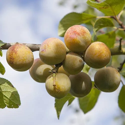 Patio Gage Reine-Claude Oullins 2 Patio Gage Reine-Claude Oullins - Image 2