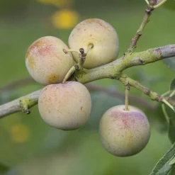 Patio Gage Reine-Claude Oullins 9 Patio Gage Reine-Claude Oullins -Gardenista Store 300140 2