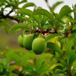 Patio Gage Reine-Claude Oullins 10 Patio Gage Reine-Claude Oullins -Gardenista Store 300140 3