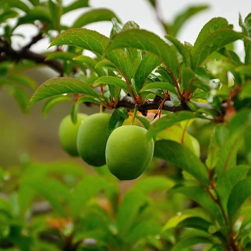 Patio Gage Reine-Claude Oullins 4 Patio Gage Reine-Claude Oullins - Image 4