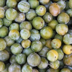 Patio Gage Reine-Claude Oullins 11 Patio Gage Reine-Claude Oullins -Gardenista Store 300140 4