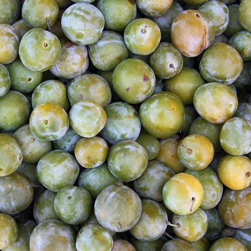 Patio Gage Reine-Claude Oullins 5 Patio Gage Reine-Claude Oullins - Image 5