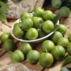 Patio Gage Reine-Claude Oullins 12 Patio Gage Reine-Claude Oullins -Gardenista Store 300140 5