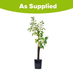 Patio Gage Reine-Claude Oullins 13 Patio Gage Reine-Claude Oullins -Gardenista Store 300140 6