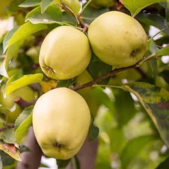 Duo Fruit Tree Apple 'Elstar' And 'Golden Delicious' -Gardenista Store 300147 2