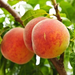 Red Leaf Peach 'Rubira' -Gardenista Store 300155 1