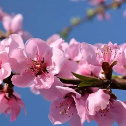 Red Leaf Peach 'Rubira' -Gardenista Store 300155 2