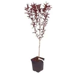 Red Leaf Peach 'Rubira' -Gardenista Store 300155 3