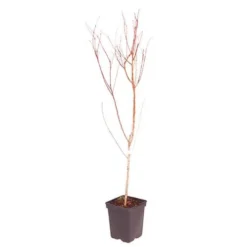 Red Leaf Peach 'Rubira' -Gardenista Store 300155 4