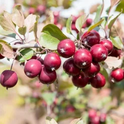 Mini Apple Tree Malus Appletini -Gardenista Store 300210 5