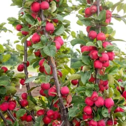 Mini Apple Tree Malus Appletini -Gardenista Store 300210 7