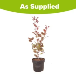 Mini Apple Tree Malus Appletini -Gardenista Store 300210 8