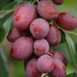 Patio Fruit Trees Cherry 'Athos' And Plum 'Little Vic' -Gardenista Store 300213 3