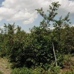 Patio Fruit Trees Cherry 'Athos' And Plum 'Little Vic' -Gardenista Store 300213 4