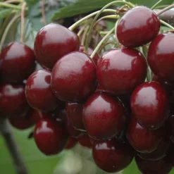 Patio Fruit Trees Cherry 'Athos' And Plum 'Little Vic' -Gardenista Store 300213 5