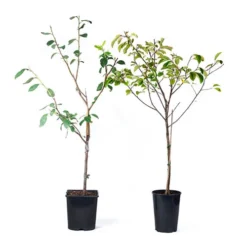 Patio Fruit Trees Cherry 'Athos' And Plum 'Little Vic' -Gardenista Store 300213 6