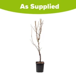 Pear 'Little Conference' GYO Fruit Tree -Gardenista Store 300223 2