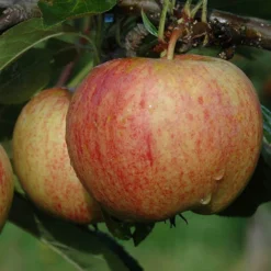 Trio Fruit Apple Tree -Gardenista Store 300226 2