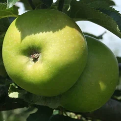 Trio Fruit Apple Tree -Gardenista Store 300226 3