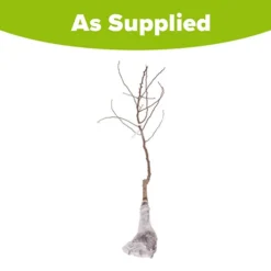 Trio Fruit Apple Tree -Gardenista Store 300226 4