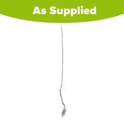 Cherry 'Queen Mary' Columnar -Gardenista Store 300257 3