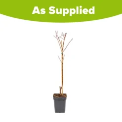 Apricot 'Dwarf Patio' -Gardenista Store 300263 2