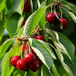 Columnar Fruit Tree Collection -Gardenista Store 300271 3