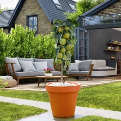 Columnar Fruit Tree Collection -Gardenista Store 300271 5