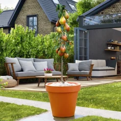 Columnar Fruit Tree Collection -Gardenista Store 300271 7