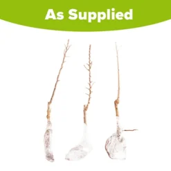 Columnar Fruit Tree Collection -Gardenista Store 300271 8