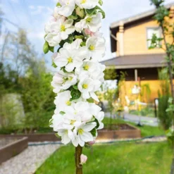 Apple Bolero Columnar -Gardenista Store 300292 2