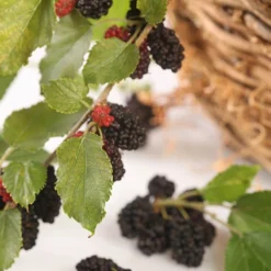 Morus Rotundiloba 'Mojoberry' Dwarf Mulberry -Gardenista Store 310092 2