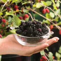 Morus Rotundiloba 'Mojoberry' Dwarf Mulberry -Gardenista Store 310092 3
