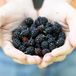 Morus Rotundiloba 'Mojoberry' Dwarf Mulberry -Gardenista Store 310092 4