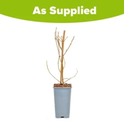 Morus Rotundiloba 'Mojoberry' Dwarf Mulberry -Gardenista Store 310092 8