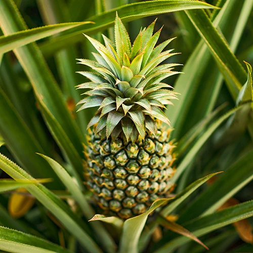 Edible Indoor Pineapple Plant - Ananas Comosus. 1 Edible Indoor Pineapple Plant - Ananas Comosus.