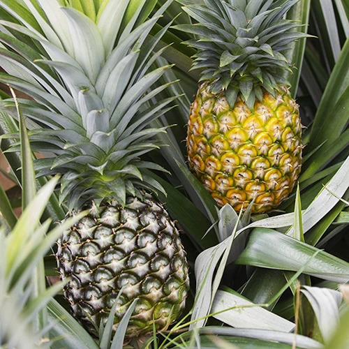 Edible Indoor Pineapple Plant - Ananas Comosus. 2 Edible Indoor Pineapple Plant - Ananas Comosus. - Image 2