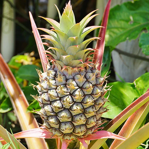 Edible Indoor Pineapple Plant - Ananas Comosus. 3 Edible Indoor Pineapple Plant - Ananas Comosus. - Image 3