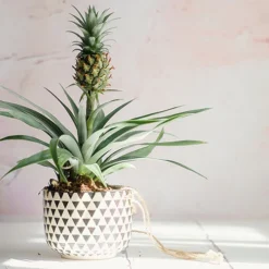 Edible Indoor Pineapple Plant - Ananas Comosus. 10 Edible Indoor Pineapple Plant - Ananas Comosus. -Gardenista Store 340031 4