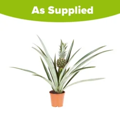 Edible Indoor Pineapple Plant - Ananas Comosus. 11 Edible Indoor Pineapple Plant - Ananas Comosus. -Gardenista Store 340031 5