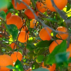 Blood Orange Citrus -Gardenista Store 340042 2