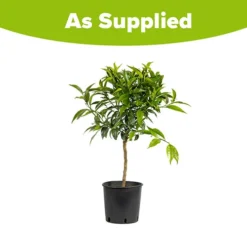 Blood Orange Citrus -Gardenista Store 340042 3