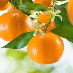 'Mandarin' Citrus -Gardenista Store 340043 2