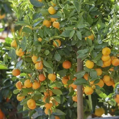 Orange And Lemon Tree Collection -Gardenista Store 340073 2