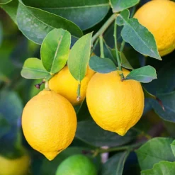 Orange And Lemon Tree Collection -Gardenista Store 340073 3