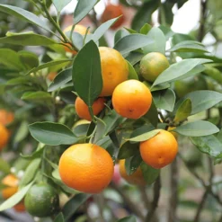 Citrus Grove Collection, Orange, Lemon And Lime -Gardenista Store 340081 1