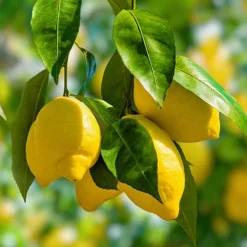 Citrus Grove Collection, Orange, Lemon And Lime -Gardenista Store 340081 2