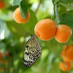Citrus Grove Collection, Orange, Lemon And Lime -Gardenista Store 340081 4