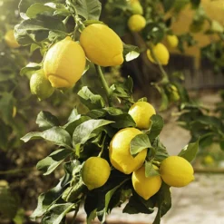 Citrus Grove Collection, Orange, Lemon And Lime -Gardenista Store 340081 5